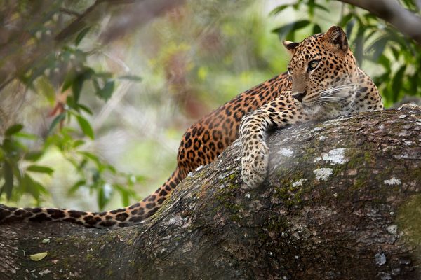Travel to Sir Lanka from Australia with MyHoliday2