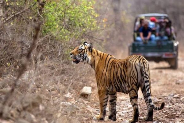 india tour with tiger safari and flights