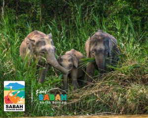 10 day borneo wildlife adventure