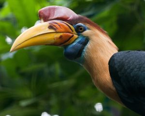 Hornbill Sarawak