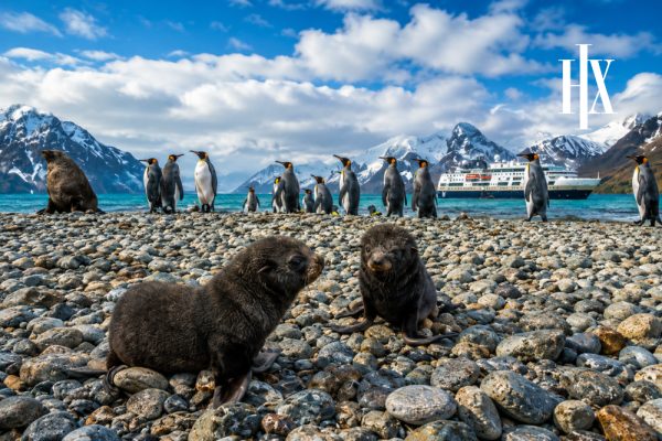 18 Day South Georgia & Falklands From Punta Arenas to Montevideo Expedition