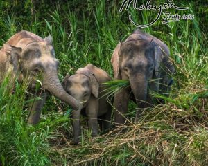 10 Day Borneo Tour MyHoliday2