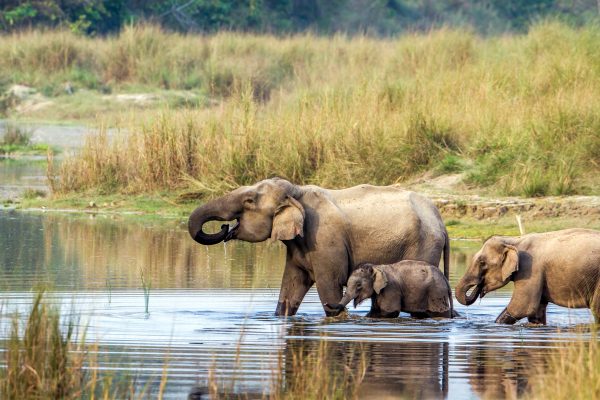 Chitwan national park MyHoliday2 Nepal Tour