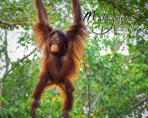 2 For 1 Borneo tour with flights MyHoliday2