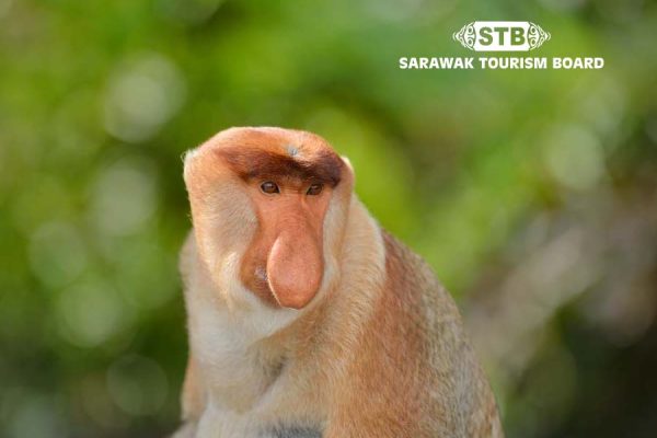 16 Day Best of Borneo: Sabah & Sarawak