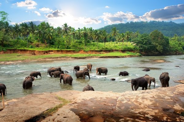 Sri Lanka tour with flights MyHoliday2 - Pinnawela Elephant orphanage