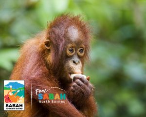 2 for 1 borneo tour with flights