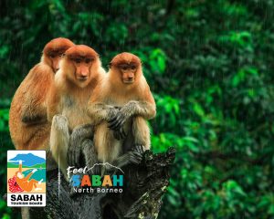 No single supplement borneo tour