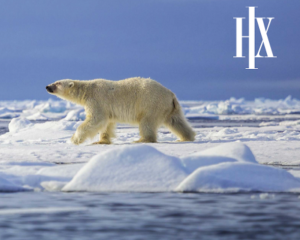 Svalbard, Greenland, Iceland expediton