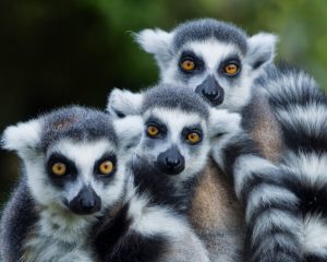 Madagascar Tour MyHoliday2