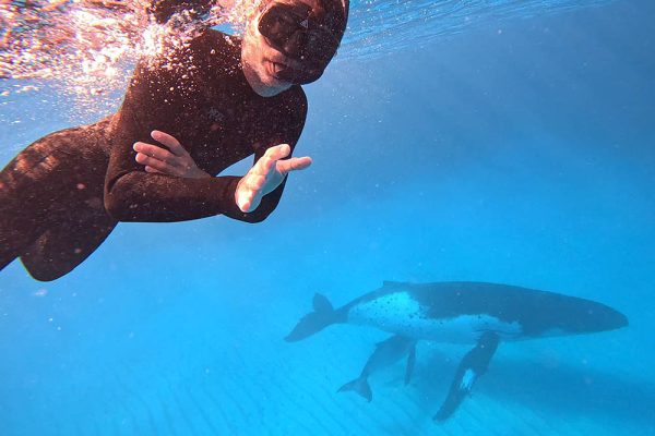 Tonga whale swim package