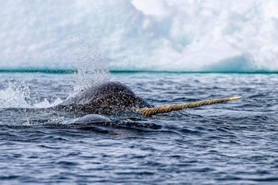 18 Day Greenland, Labrador and Newfoundland baffin_island_canada_hgr_157822_photo_alamy_stock_photo_web