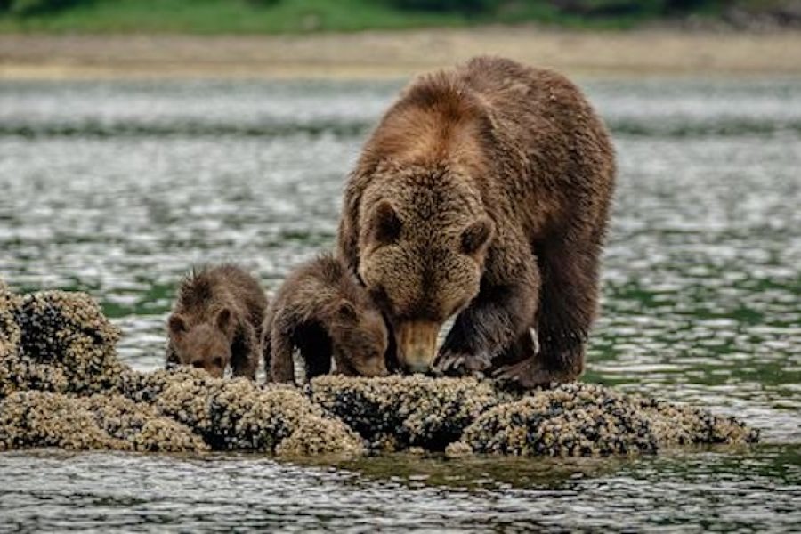 Alaska & British Columbia - Oscar_Farrera_-_20230711_003_Geographic_Harbour_Oscar_Farrera_1200x675px