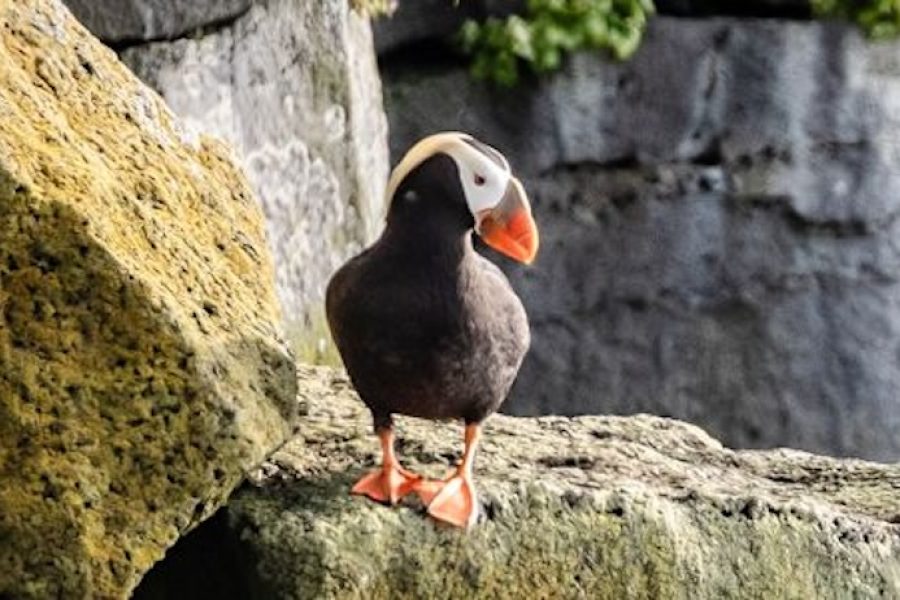 Alaska & British Columbia - Oscar_Farrera_-_20230816_005_St._Paul_Island_Puffin_Oscar_Farrera_1200x675px