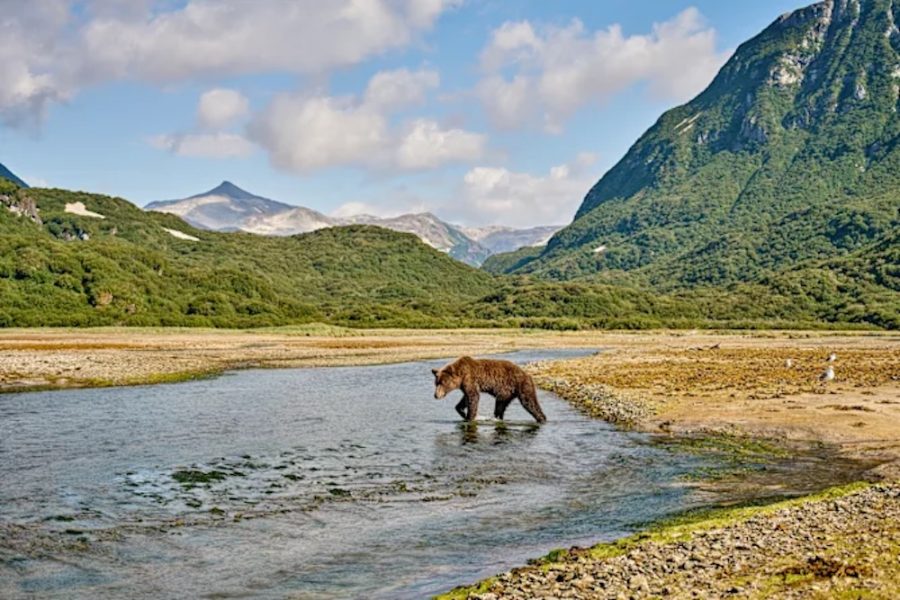 Alaska and British Columbia – Inside Passage Geo_Harbour_Kinak_Bay_Katmai_NP_Alaska_Travel_Hurtigruten__HGR_145295_Photo_Ashton_Ray_Hansen.jpg copy