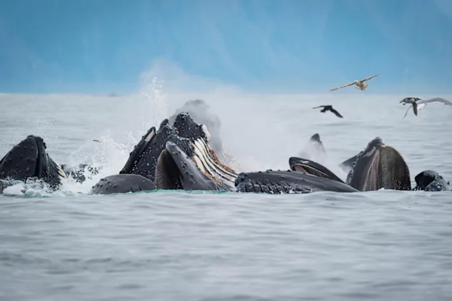 Alaska and British Columbia – Inside Passage Wildlife_Alaska_HGR_157259_Photo_Alamy_Stock_Photo.jpg copy
