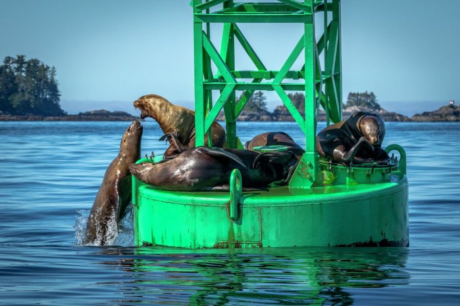 Alaska – Sitka - Seals - HX
