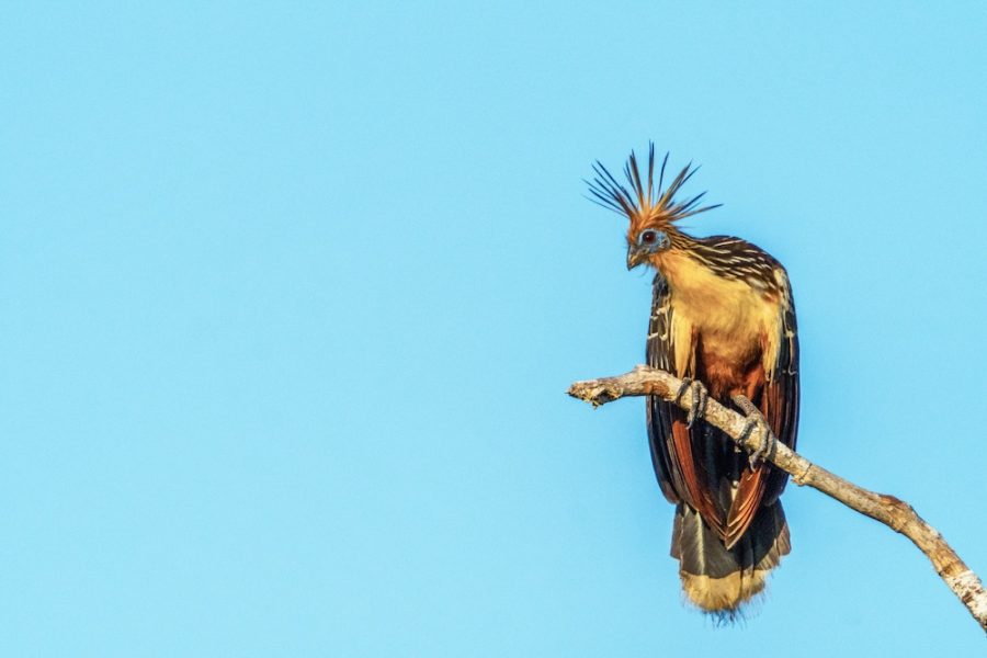 Amazon River oiseau-Grands-Espaces
