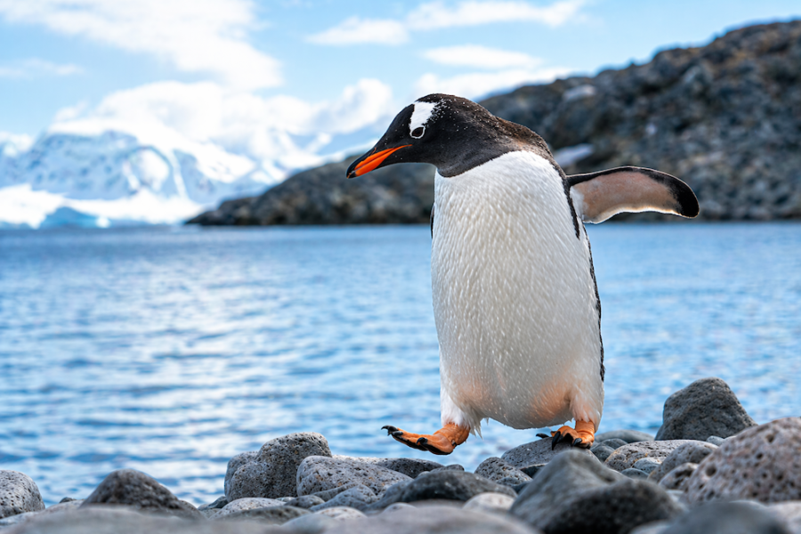 Antarctica - Cuverville Island - Gentoo Penguin - HX
