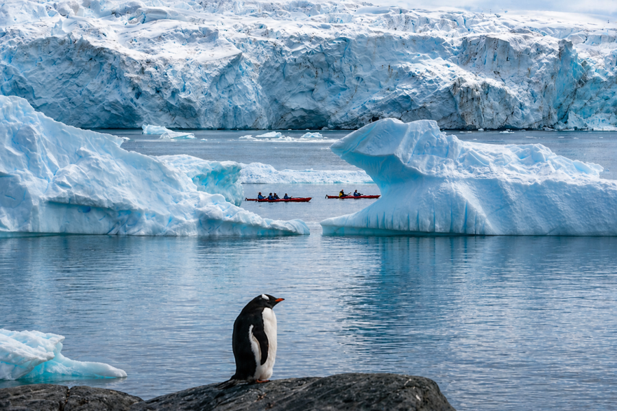 Antarctica - Cuverville Island - HX