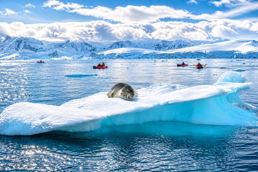 Antarctica - Fournier Bay - Crabeater Seal - HX