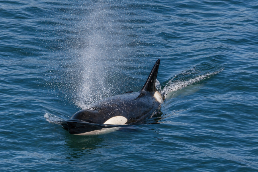 Antarctica - Gerlache Strait - Orca - HX