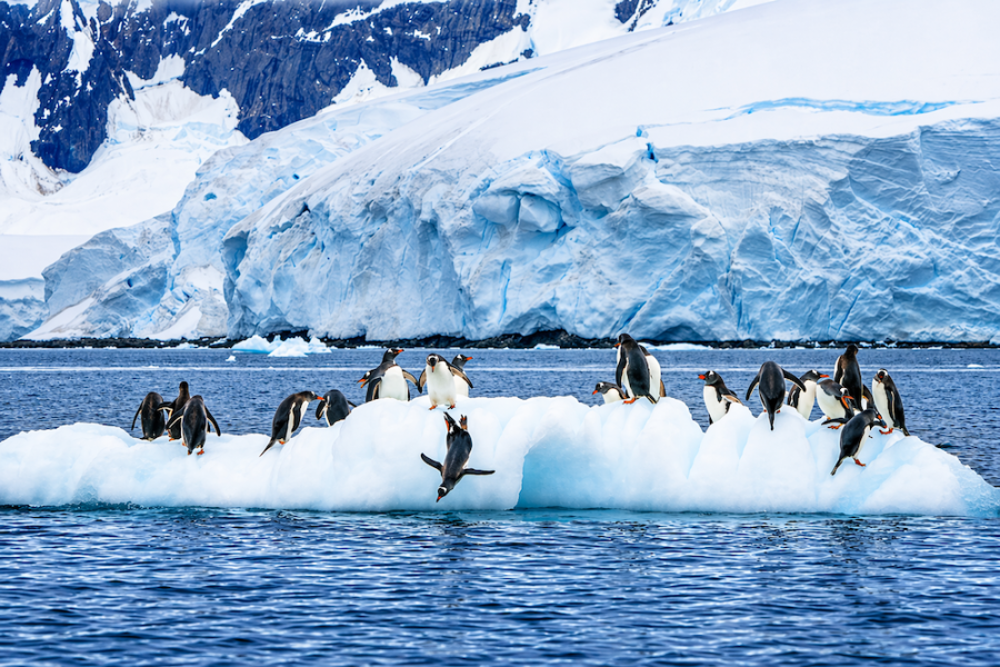 Antarctica - Paradise Bay - Gentoo Penguins - HX