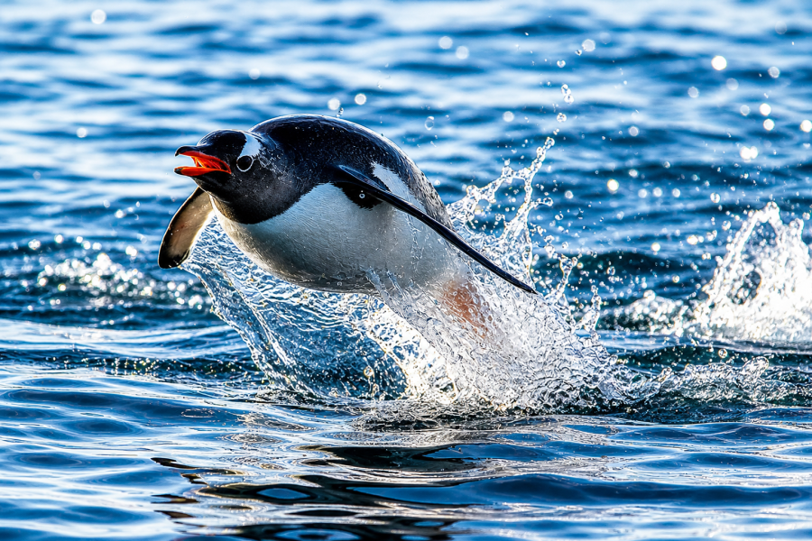 Antarctica - Pléneau Island - Gentoo Penguin - HX