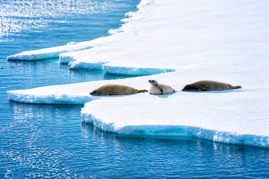 Antarctica - Wilhelmina Bay - Seals - HX