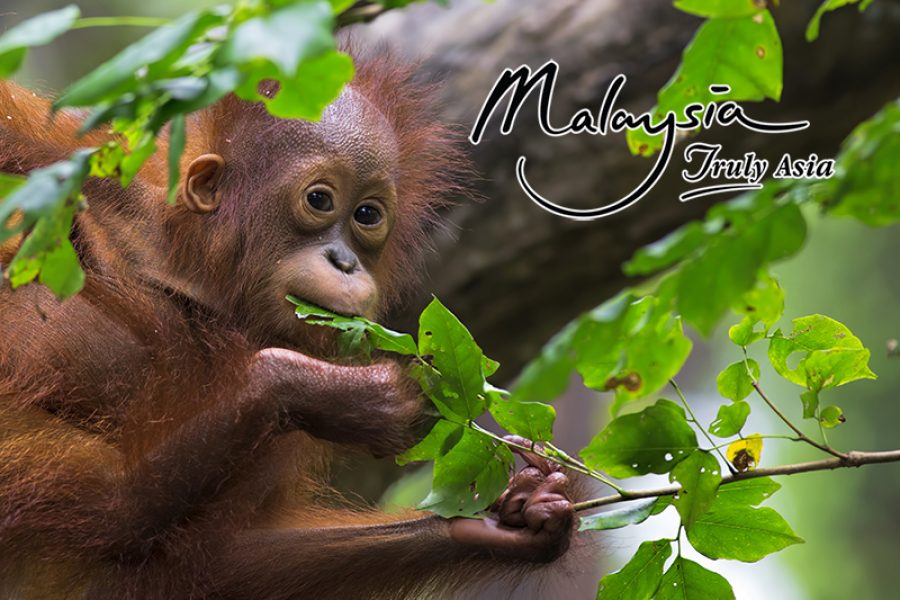 MyHoliday2 Best Of Borneo Tour Sabah & Sarawak