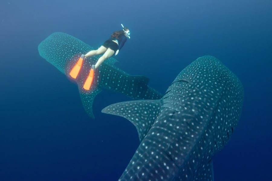 Coral Expeditions - Raja Ampat & Spice Islands (4)