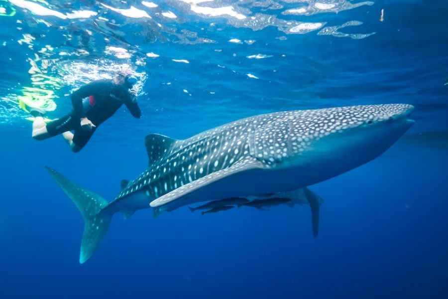 Coral Expeditions - Raja Ampat & Spice Islands (5)