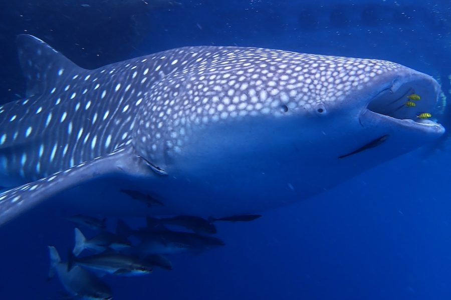 Coral Expeditions - Spice Islands
