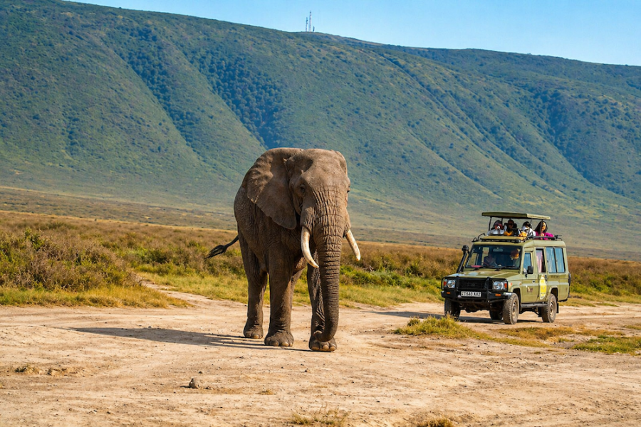 Gosheni - Kilimanjaro & Serengeti 10