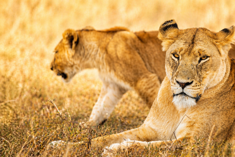 Gosheni - Kilimanjaro & Serengeti