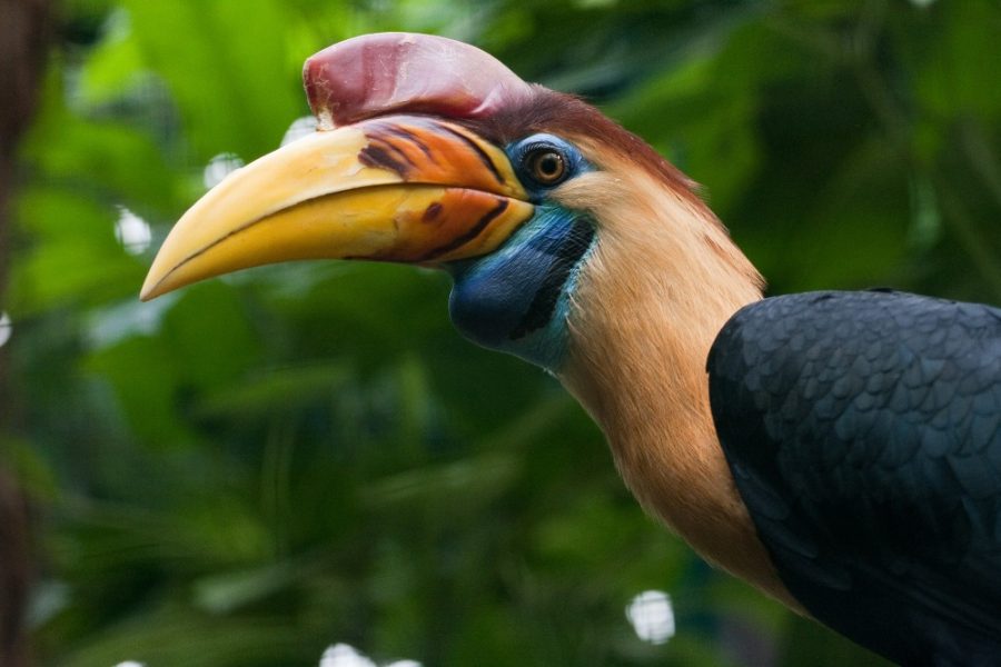 Hornbill Sarawak