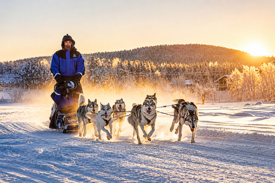 Hurtigruten Savour the Lights - Huskies