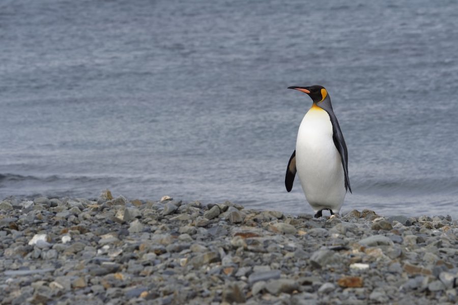 King Penguin, Aptenodytes patagonicus, on a graveled beach, Fortuna Bay, South Georgia, South