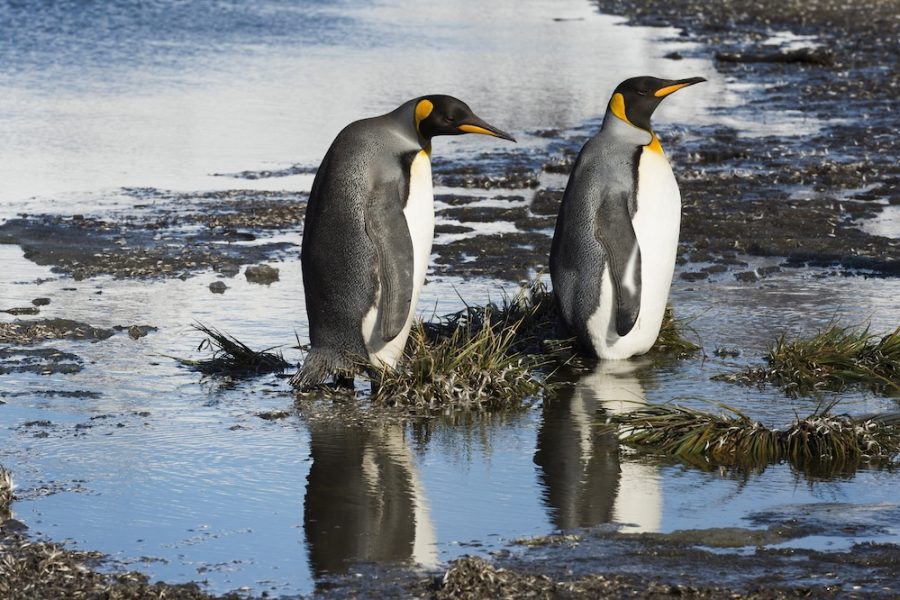 Two King penguins, Aptenodytes patagonicus, crossing a stream, Salisbury Plain, South Georgia, Antarctic