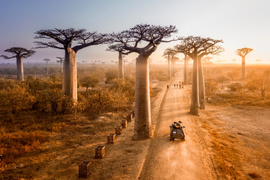 Madagascar_Avenue_of_the_Baobab