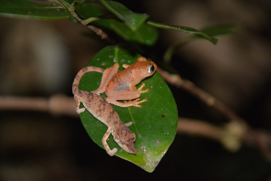 Madagascar_Baby_Frog_and_Lizard