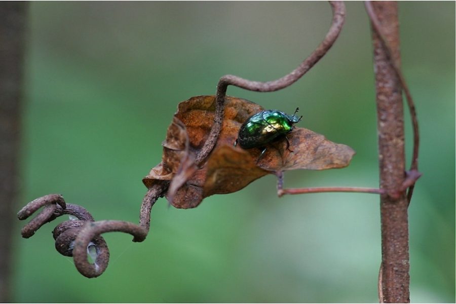 Madagascar_Beetle