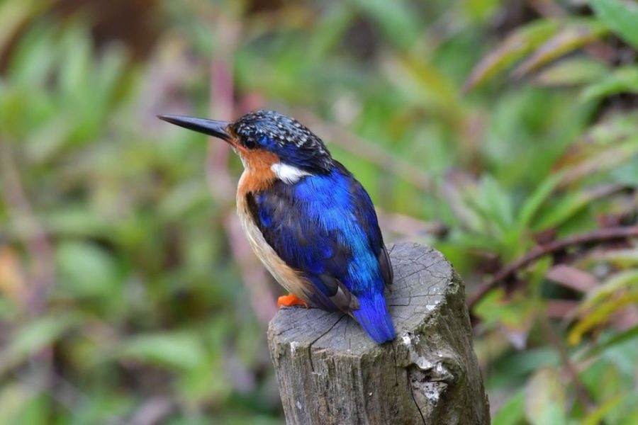 Madagascar_Bird