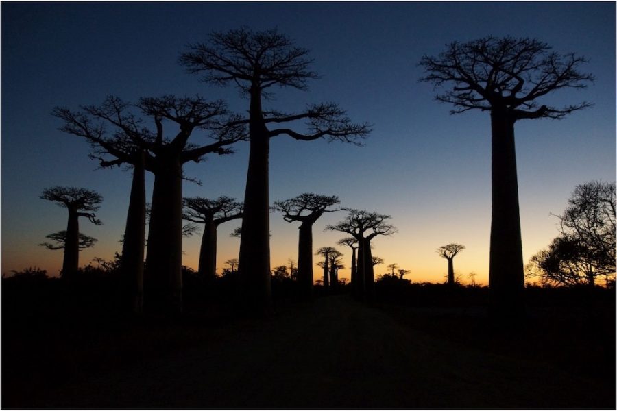 Madagascar_Boabab_Sunset