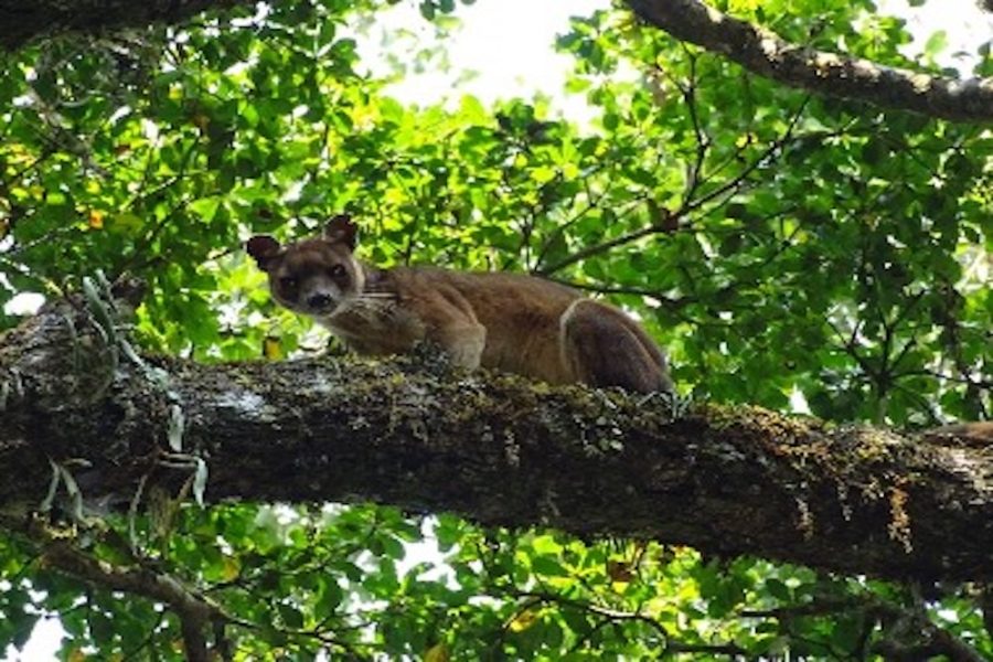 Madagascar_Cat 1
