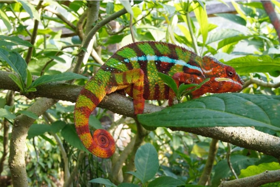Madagascar_Chameleon