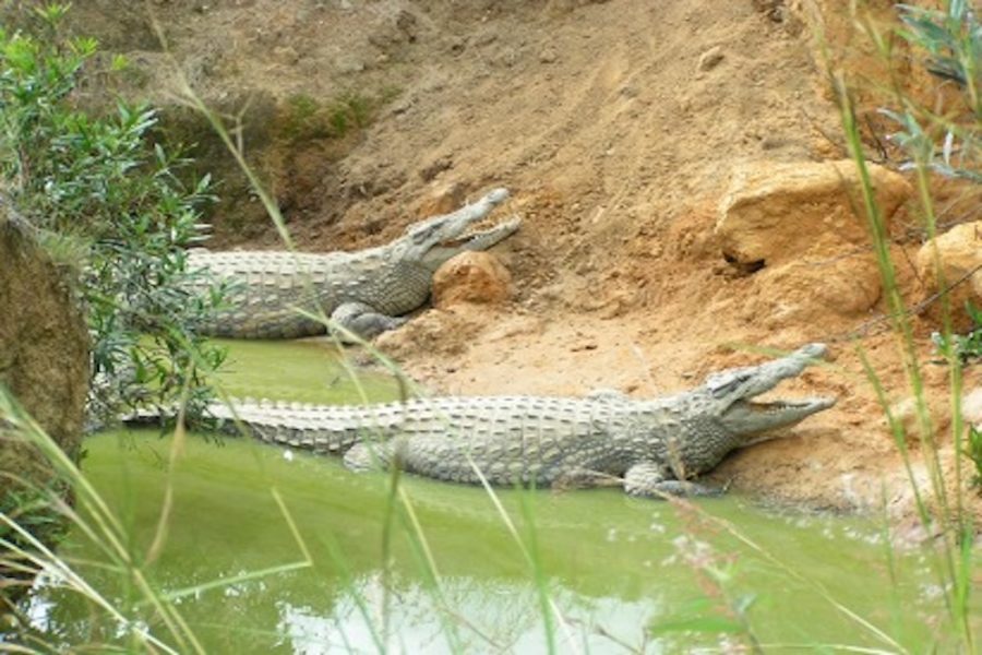 Madagascar_Croc