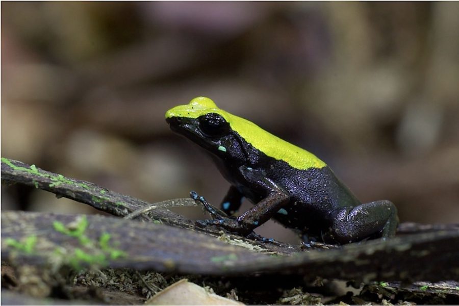 Madagascar_Frog