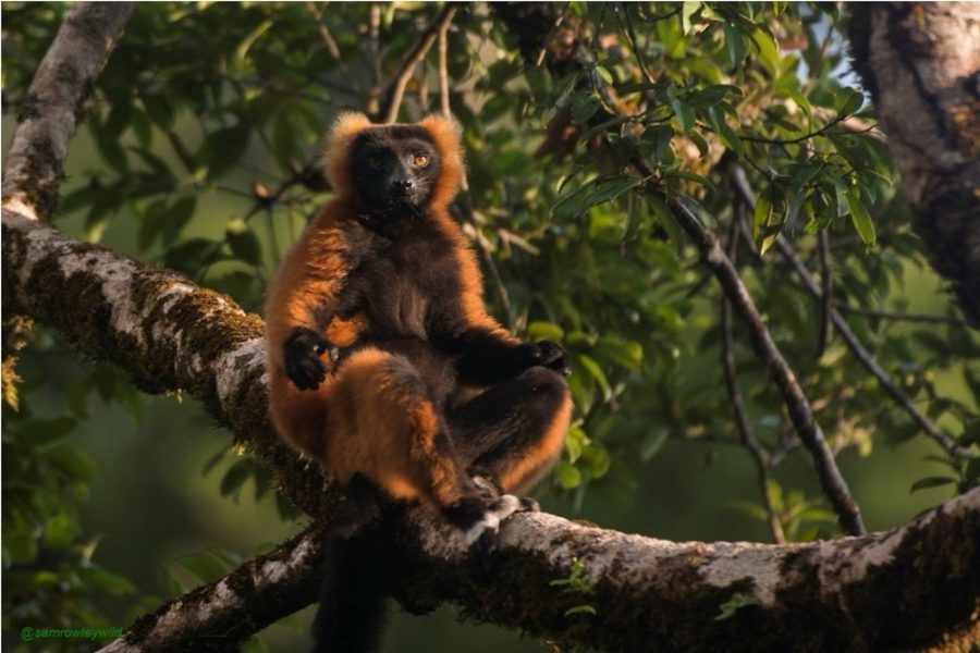 Madagascar_Lemur