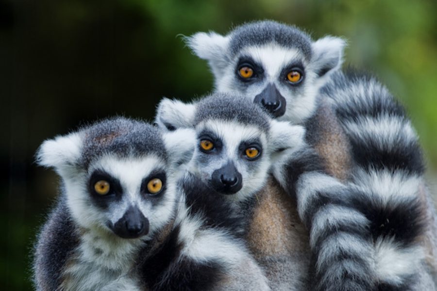 Madagascar Tour MyHoliday2